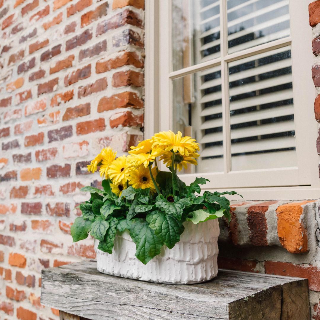 Fringe Planter, Oval, White