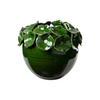 Cachepot with Petals, Green