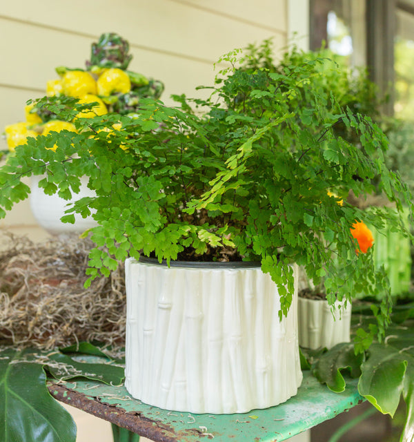 Small Bamboo Cachepot, Ivory