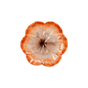 Elisabetta Flower Dessert Plate, Orange, Set of 2