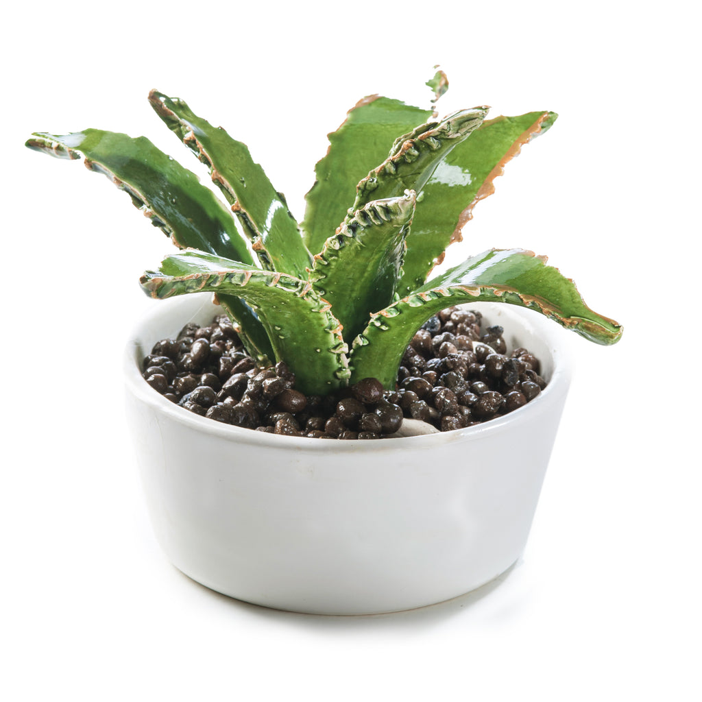 Broad Leaf Cactus Pot