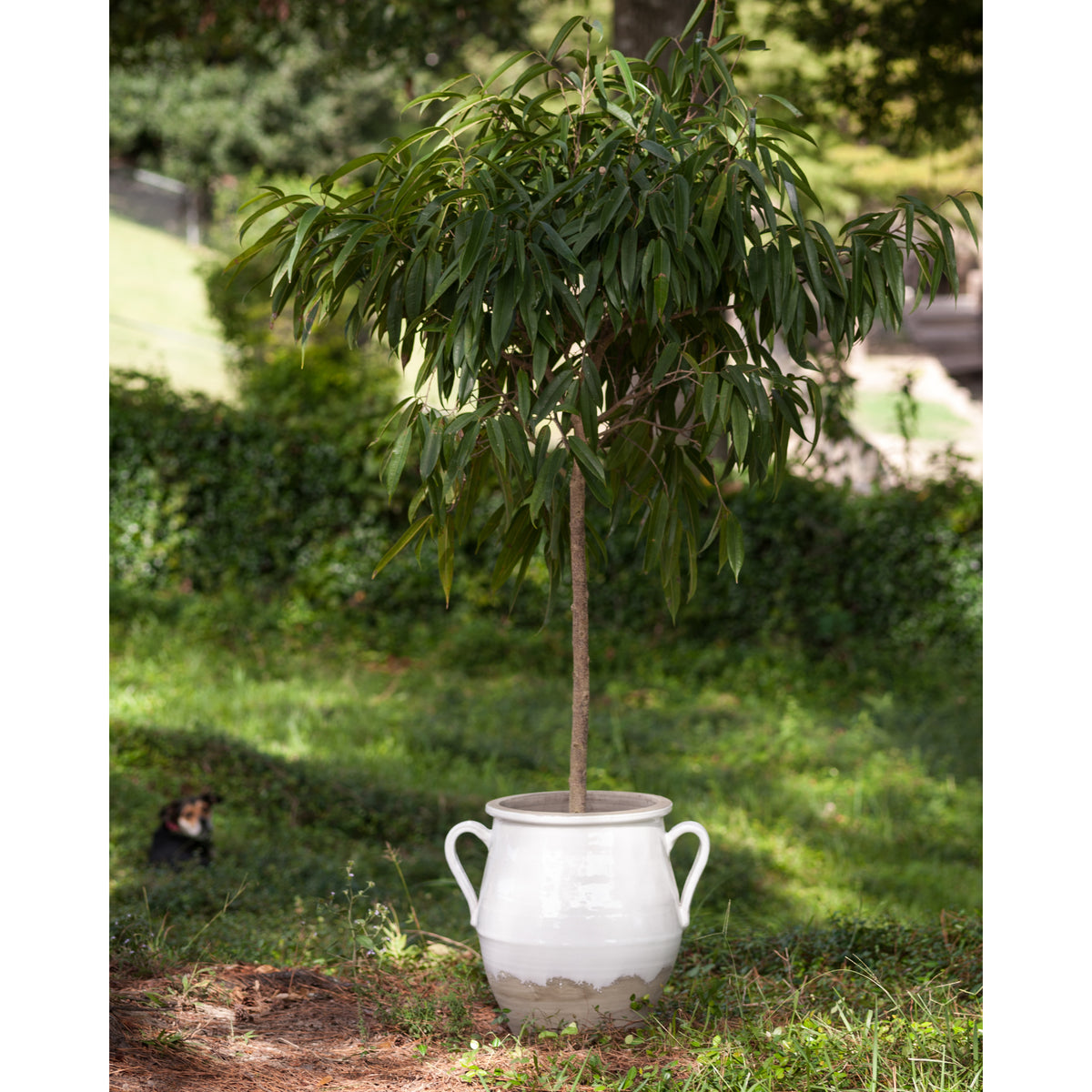 Large Terracotta Jug, White