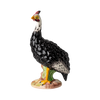 Guinea Hen, Male