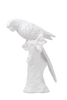 Parrot, White